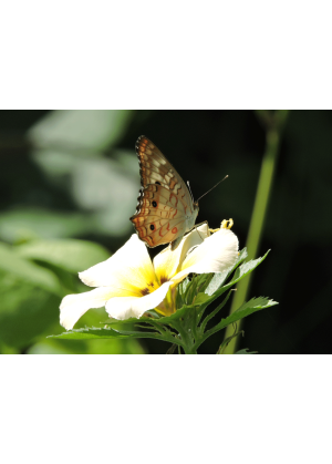 papillon-biodiversite