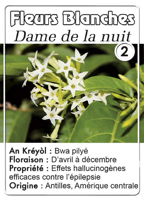 dame-de-nuit-fleur-blc