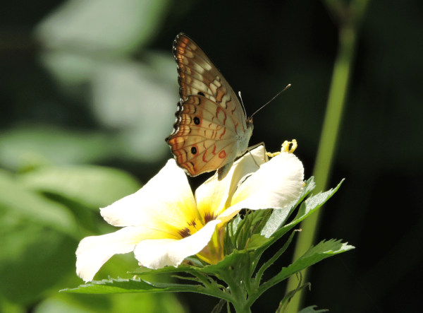 papillon-biodiversite